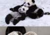 A collection of pandas : )