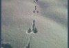 Animal tracks