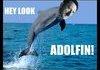 A Dolfin