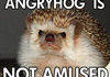 Angryhog