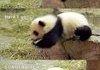 AWW look at the panda