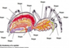 Anatomy of a spider