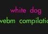 White dog WebM comp