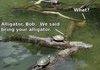 Bring ur alligator