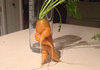 A carrot bustin a move