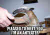 anteater