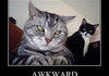 awkward cat