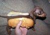 a real hotdog!