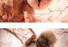 Animals in the womb