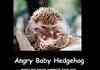 Angry hedgehog
