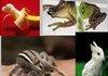 Awesome Animal Hybrids