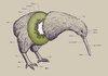 Anatomy Of A Kiwi