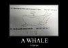 A Whale