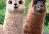 ALPACA COMP; WHAT YOU ALWAYS WANTED