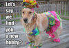 a dog's new hobby