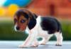 Adorable Beagle