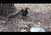 Adorable Crazy Squirrel