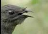 Australian Lyrebird