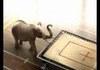 Awesom elephant