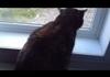 angry cat spots enemy cat through window
